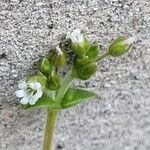 Cerastium holosteoides പുഷ്പം