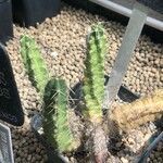 Echinocereus pentalophus পাতা