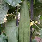 Luffa acutangula Blatt