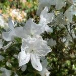 Rhododendron wadanum 花