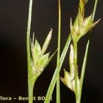 Carex distachya Fruit