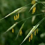 Bromus erectus Flor