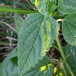 Teucrium vesicarium Blatt