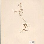 Panicum bambusiusculum Otro