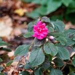 Impatiens wallerianaŽiedas