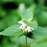 Lamium album Leaf