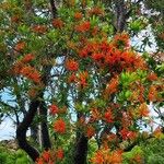 Embothrium coccineum Kukka