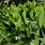 Convallaria majalis Хабит