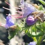 Echium vulgareFlower