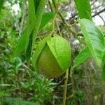 Passiflora maliformis Vrucht