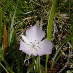 Calochortus uniflorus Blomst