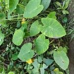 Colocasia esculenta Fulla