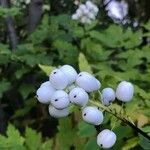 Actaea pachypoda Ffrwyth