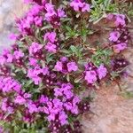 Thymus nervosus ফুল