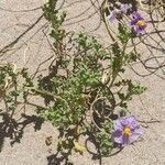 Solanum sinuatirecurvum Hàbitat