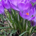Crocus vernus পাতা