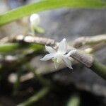 Eggelingia gabonensis फूल