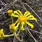 Jacobaea auricula Flor