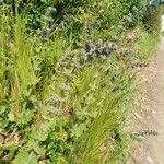 Salvia verbenacaFlower