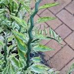 Euphorbia tithymaloides Blatt