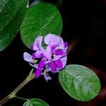 Desmodium heterocarpon Otro