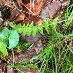 Dryopteris cristata Yaprak