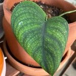 Monstera siltepecana Leaf
