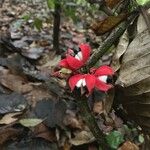 Paullinia cupana Fruit