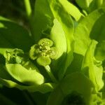 Euphorbia illirica Blodyn