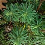 Euphorbia characias 叶