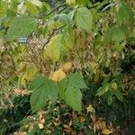 Acer negundo Blad