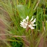 Trifolium pallescens Blomst