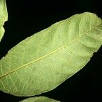 Trymatococcus amazonicus Feuille