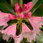 Rhododendron pachytrichum Λουλούδι