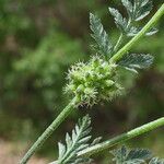 Torilis nodosa Fruit