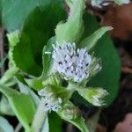 Petasites pyrenaicusFlower