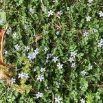 Houstonia serpyllifolia Kvet