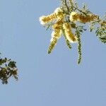 Faidherbia albida Blüte
