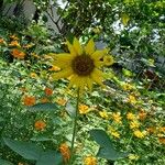 Helianthus giganteus ഇല