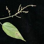 Urtica mairei Habitus