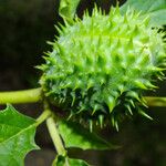 Datura stramonium Gyümölcs