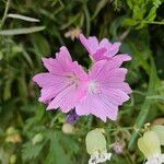 Malva alcea Virág