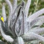 Cynoglossum magellense Flower