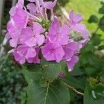 Phlox paniculataBlüte