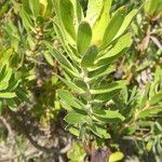 Leucadendron laureolum পাতা