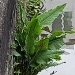 Rumex hydrolapathum Leaf