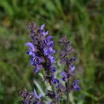 Salvia virgata Blüte