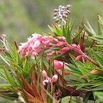 Dracophyllum ouaiemense Цветок