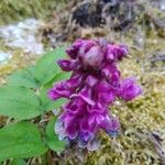 Lathyrus venetus Blad