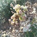 Ribes uva-crispa Folla